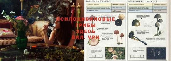 стаф Дмитриев